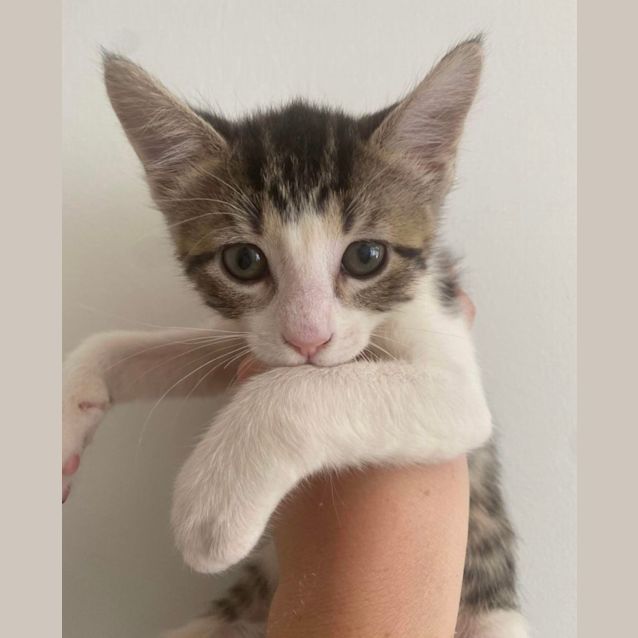 Photo of Pea & Potato 