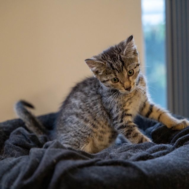 Photo of Beanie