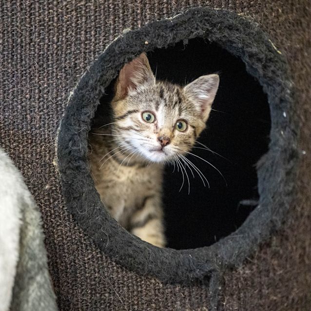 Photo of Beanie