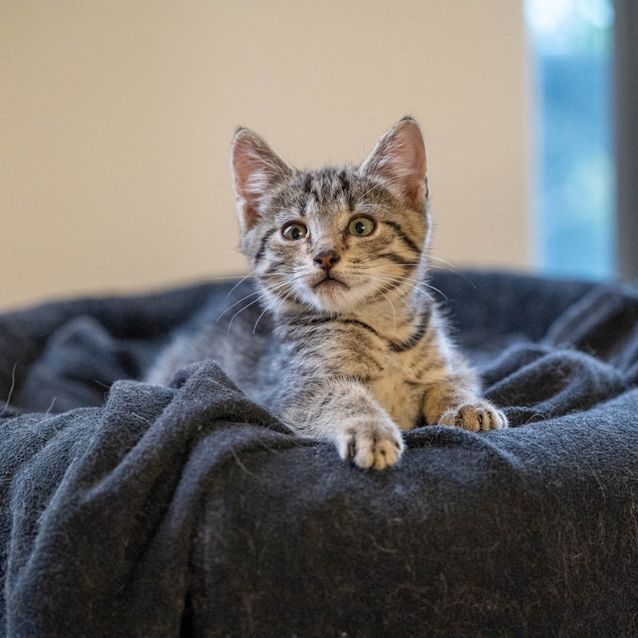 Photo of Beanie