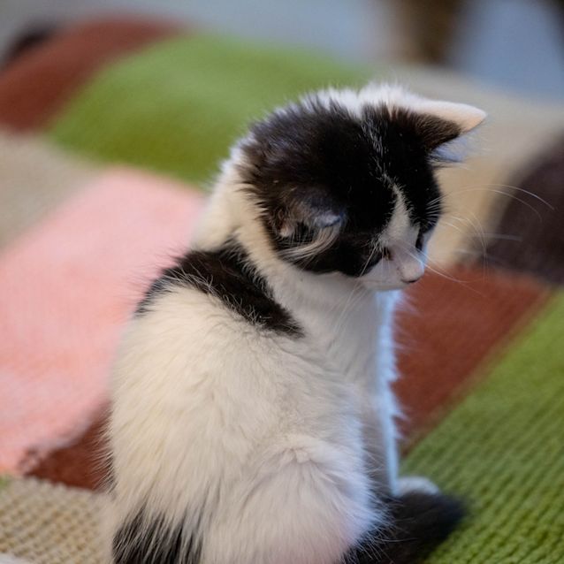 Photo of Cupcake
