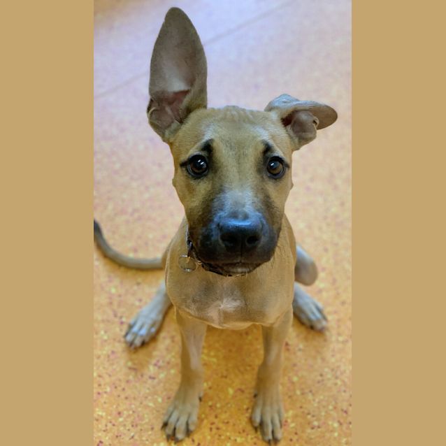 Photo of Clover