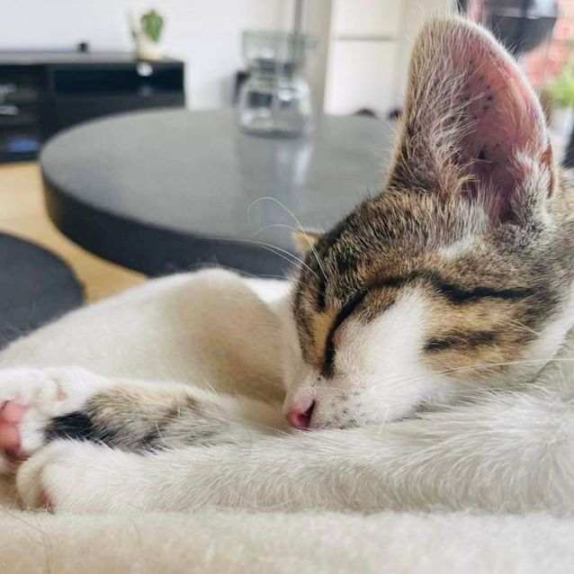 Photo of Sophia   Located In Northcote