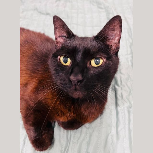 Photo of Queenie   Located In Doreen