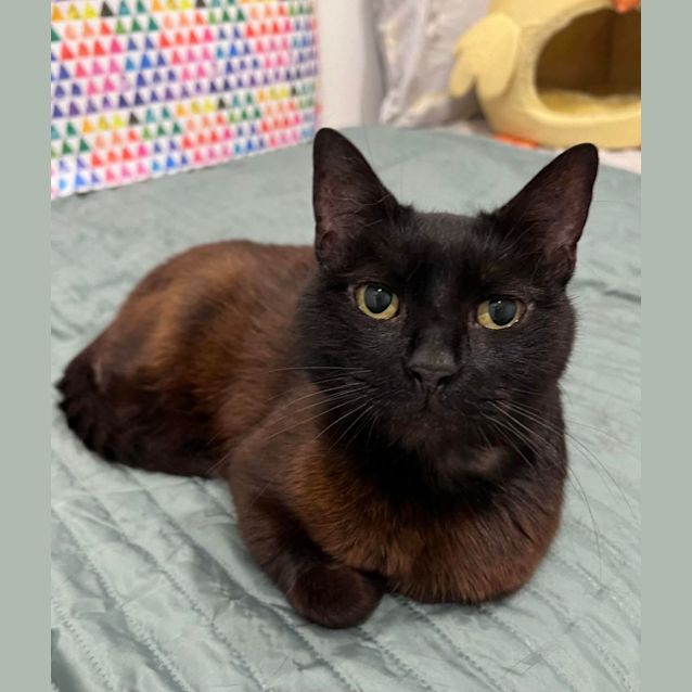 Photo of Queenie   Located In Doreen