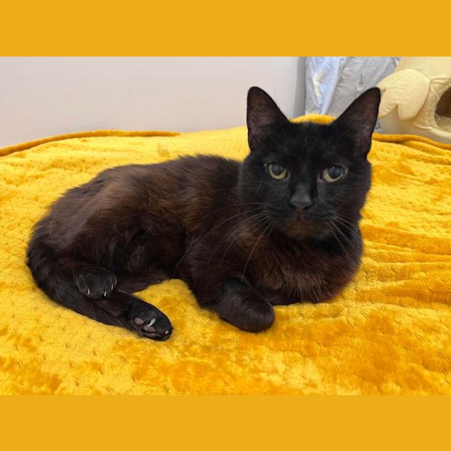 Photo of Queenie   Located In Doreen