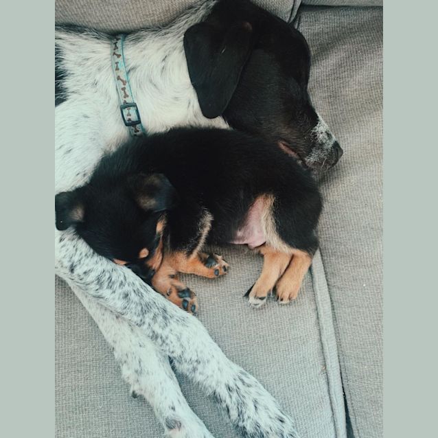 Photo of Bowie   10 Week Old Husky X Kelpie (On Trial)