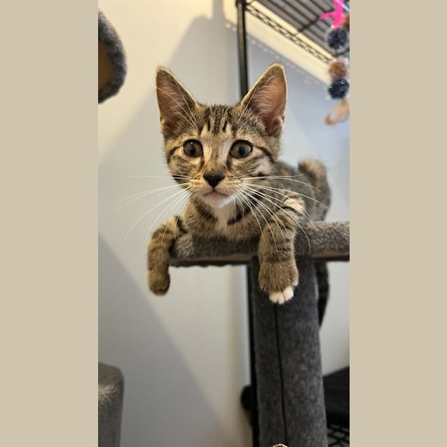 Photo of Mittens