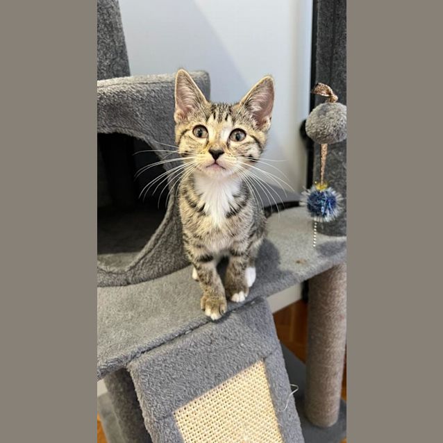 Photo of Mittens