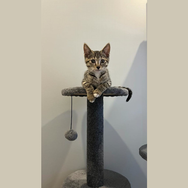 Photo of Mittens