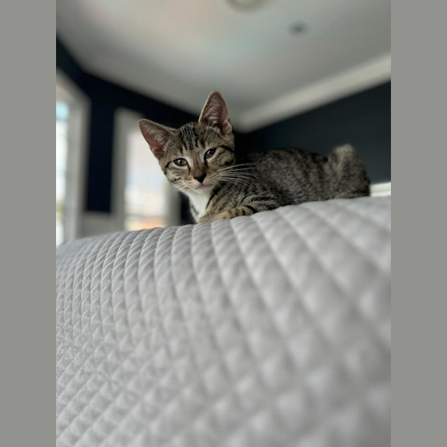 Photo of Mittens