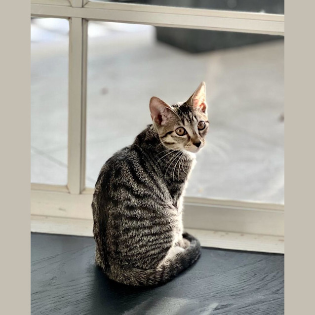 Photo of Mittens