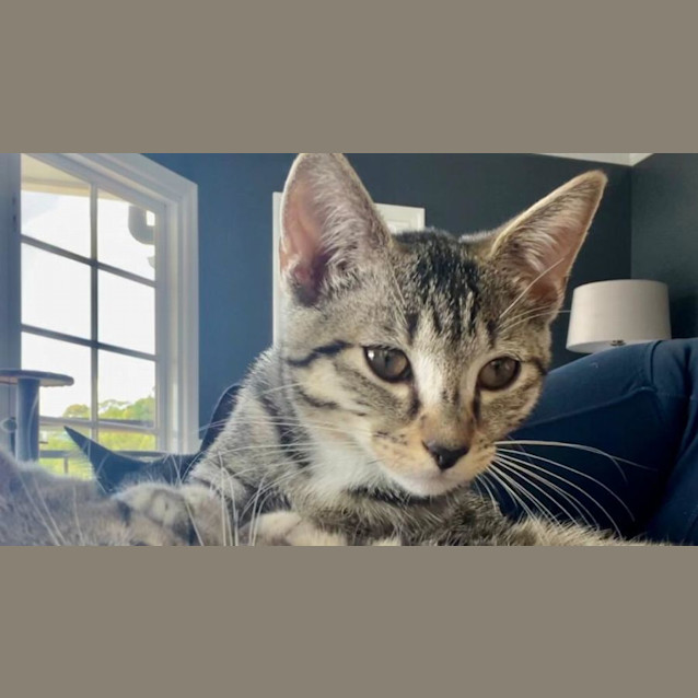 Photo of Mittens