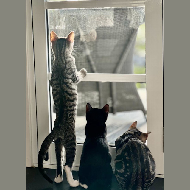 Photo of Mittens
