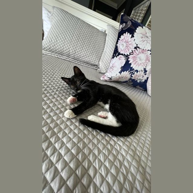 Photo of Sox