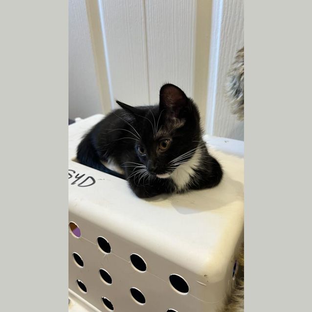 Photo of Sox