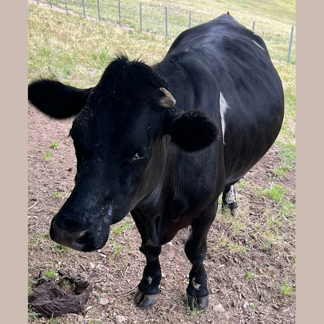 Photo of Big Roy, Murray & Scamp