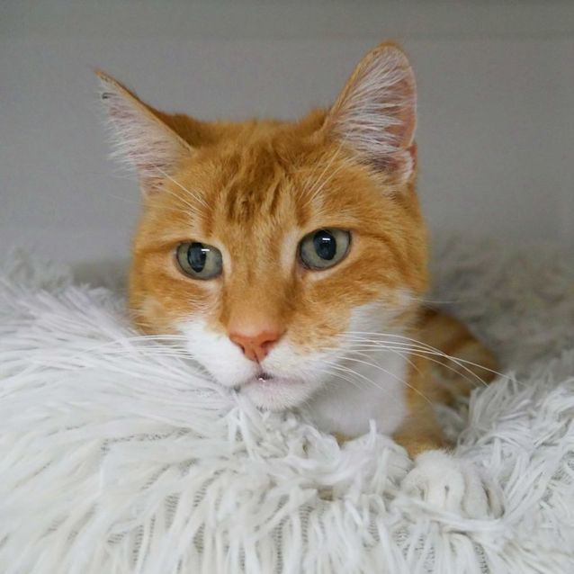 Photo of Frea Sta010599