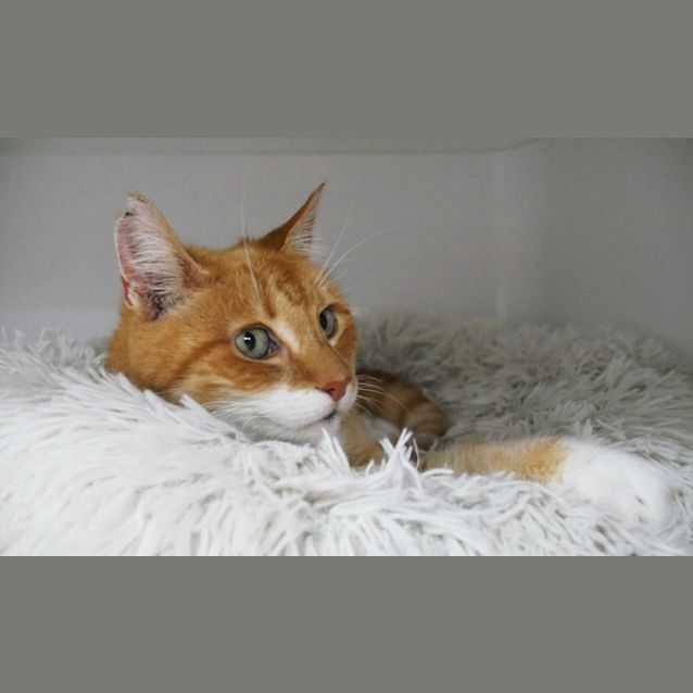 Photo of Frea Sta010599