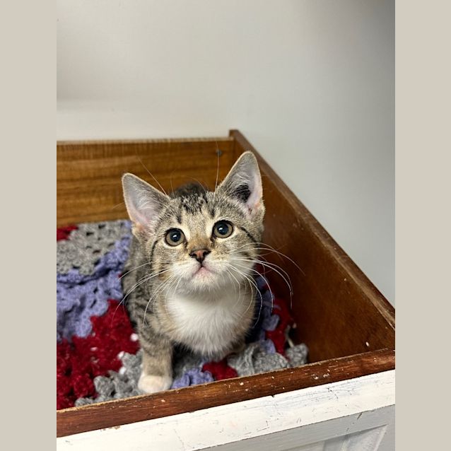 Photo of Buttercup