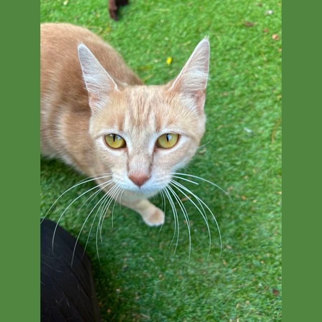 Photo of Belle *9 Lives Project Rescue*