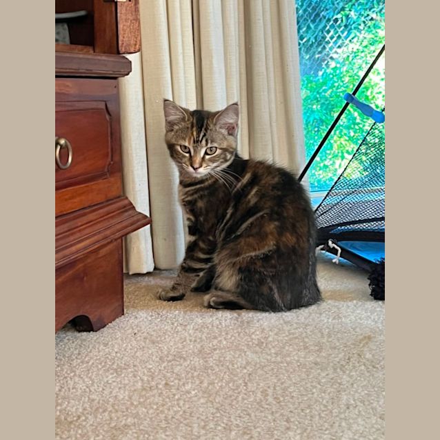 Photo of Susmiou *9 Lives Project Rescue*