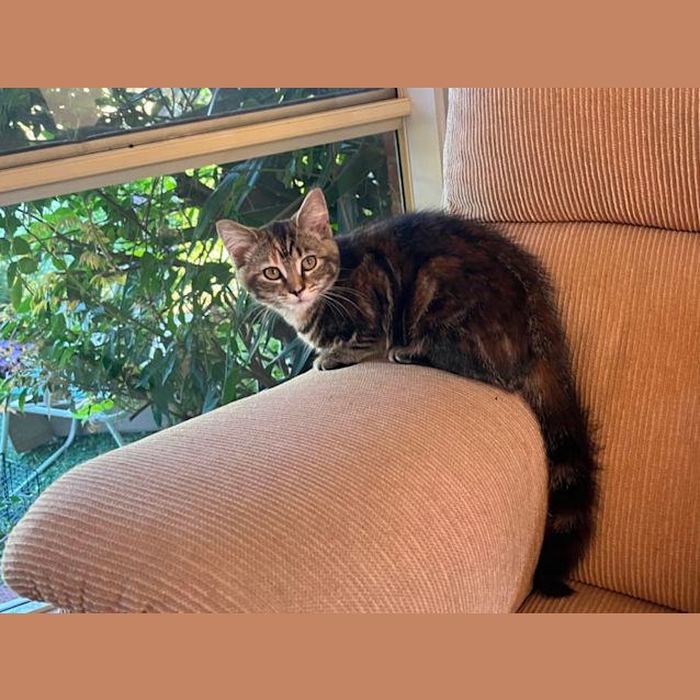 Photo of Susmiou *9 Lives Project Rescue*