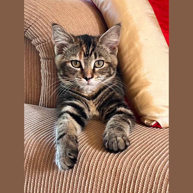 Photo of Susmiou *9 Lives Project Rescue*