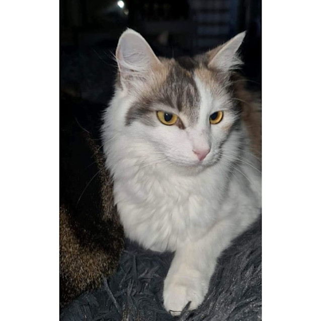 Photo of 7595   Miley