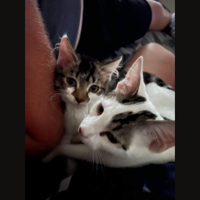 Photo of Po ~ Adopt Me @ Petstock Hastings