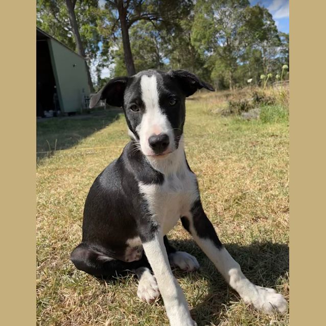 Photo of Zazu (Disney Pup)