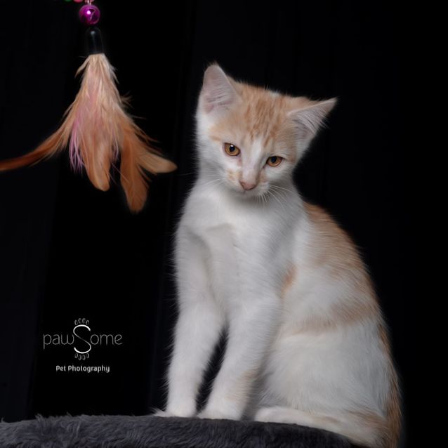 Photo of Buttercup **2nd Chance Cat Rescue**