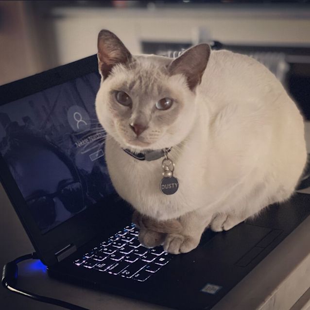 Photo of Dusty **2nd Chance Cat Rescue**