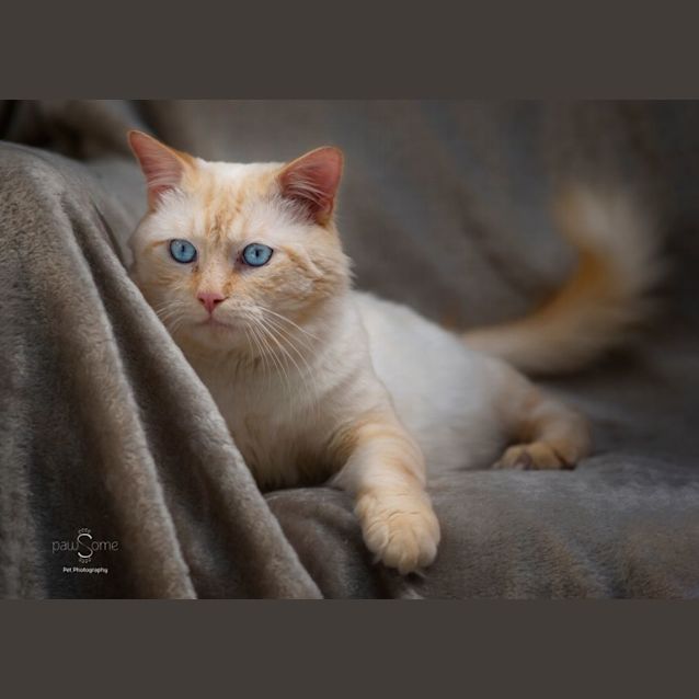Photo of Sonu **2nd Chance Cat Rescue**