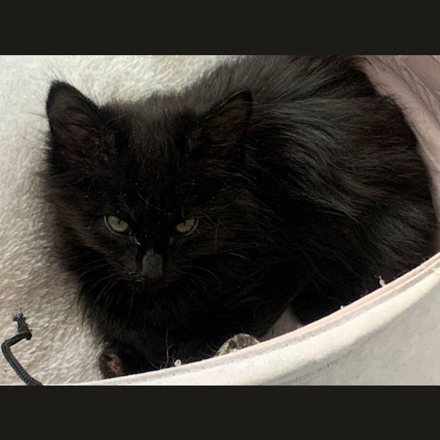 Photo of Sprout **2nd Chance Cat Rescue**