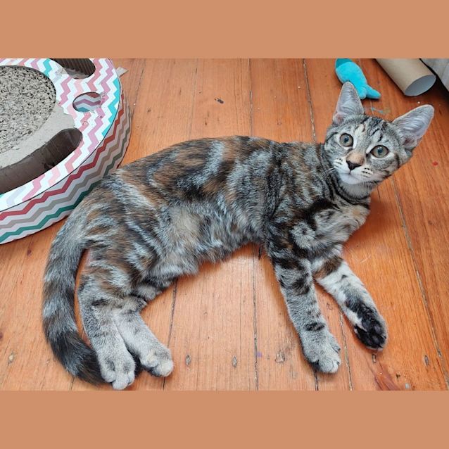 Photo of Cinnamon