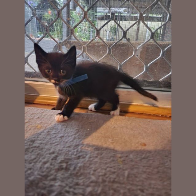 Photo of Moustachio