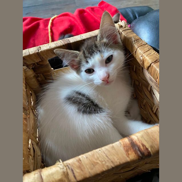 Photo of Boo  Meet Me At Petstock Mornington Central