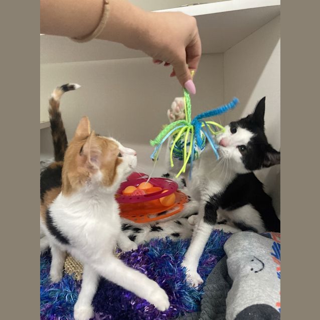 Photo of Thumbelina 