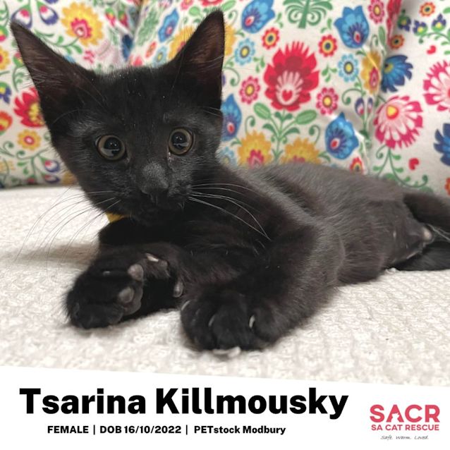Photo of Tsarina Killmousky