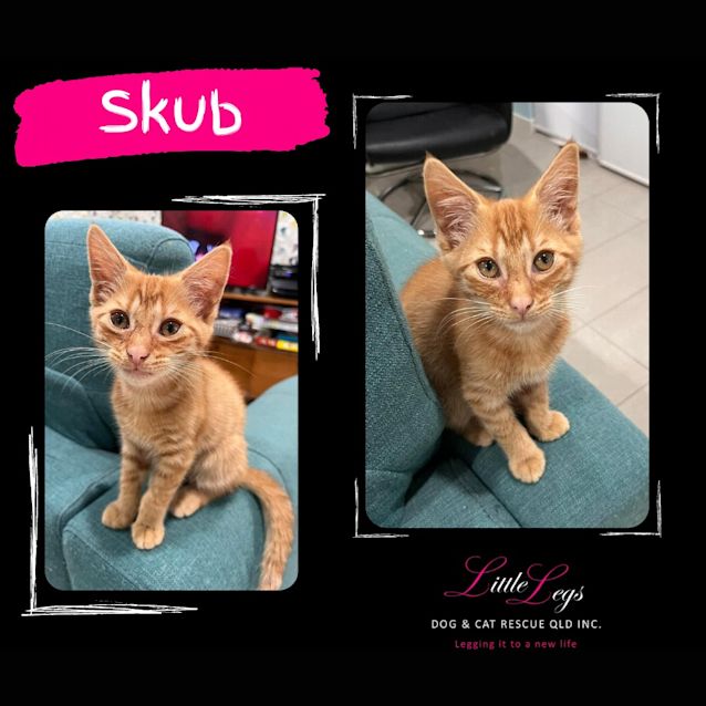 Photo of Skub