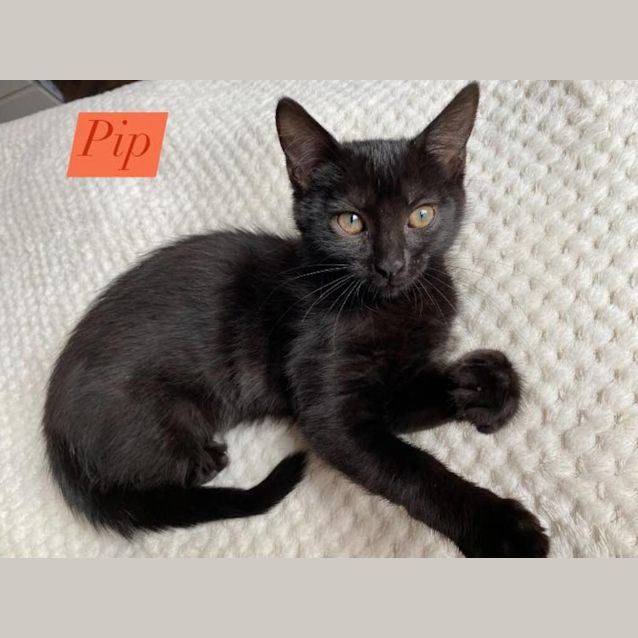 Photo of Pip