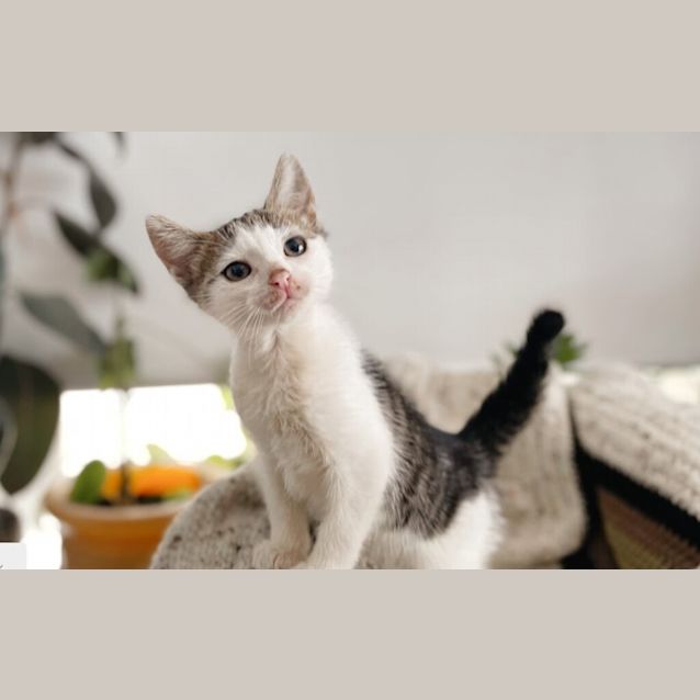 Photo of Giddey
