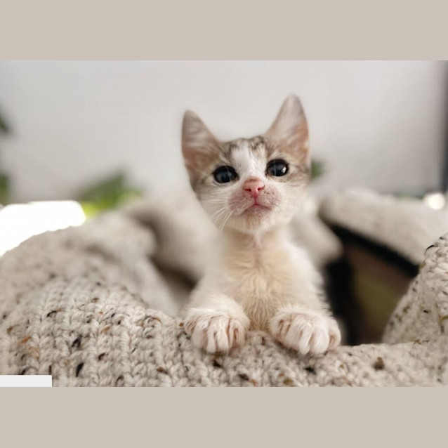 Photo of Maude