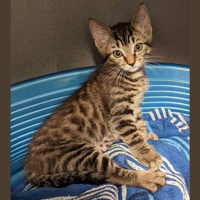 Photo of Sapphire