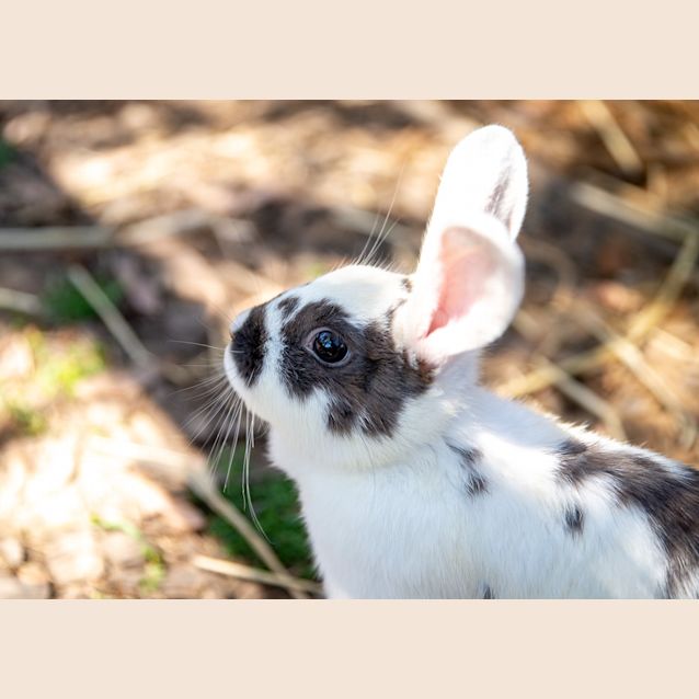 Photo of Willow