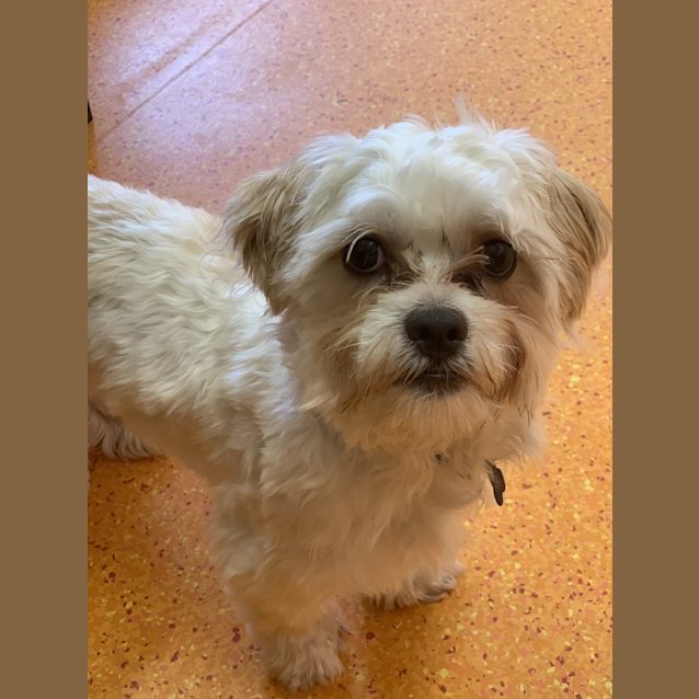 Photo of Buddy