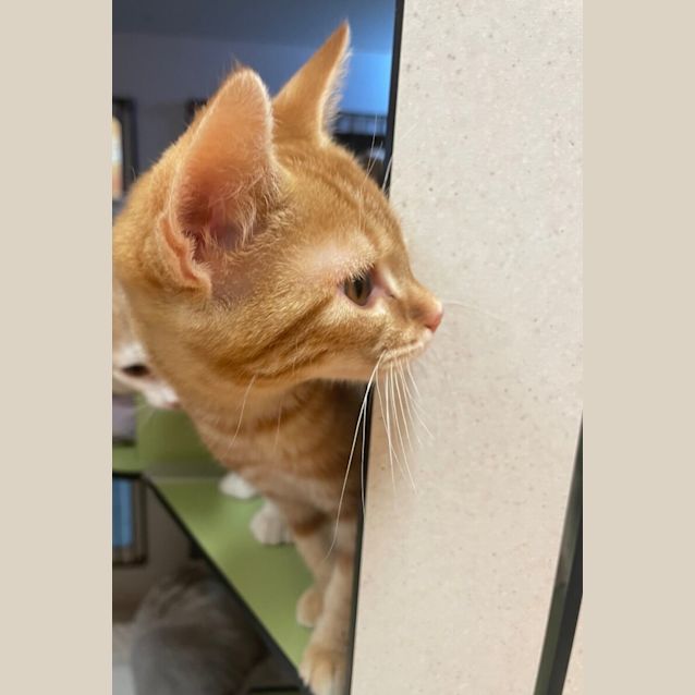 Photo of Cheeko
