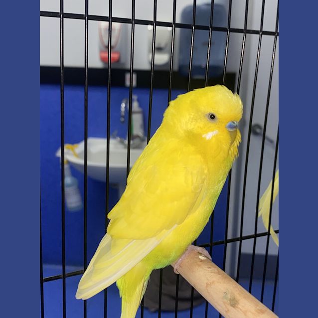 Photo of Fluffy