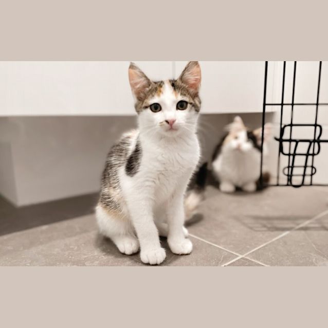 Photo of Fern